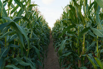 Corn in the field. Agricultural farm field with corn harvest in summer and autumn. Agriculture, cultivation, growth, vegetables concept.
