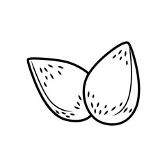 Almond vector icon isolated on white background.