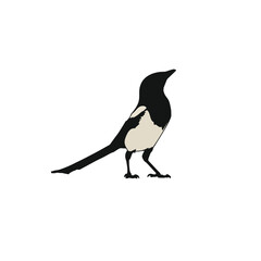 Common Magpie in silhouette stock illustration
