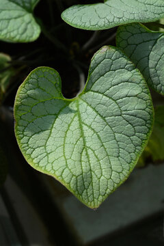 Largeleaf Brunnera Silver Heart