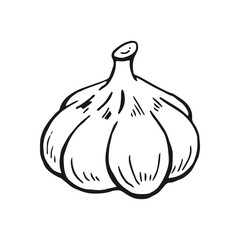 Garlic outline. Hand drawn vector illustration. Farm market product, isolated vegetable, engraved bunch of garlic.