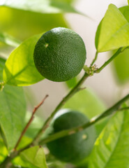 Green lime fruits on the branches of a tree.