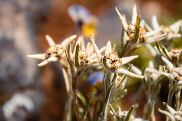 Leontopodium kurilense, Edelweiss mountain flower, at the famous Kitzbueheler Horn, Kitzbuehel,...