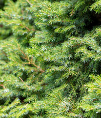 Decorative coniferous tree in the arboretum.