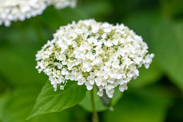 Small white flowers in nature.