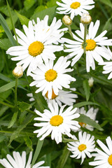Obraz premium White chamomile flowers in nature.