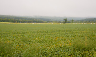 Fototapeta na wymiar Morning mist over a field at harvest time in the Canadian countryside in Quebec