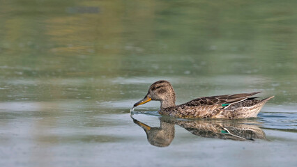 Eurasian Teal (Anas crecca), Greece