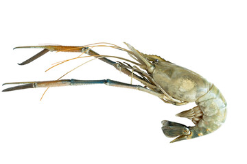 Large scampi shrimp isolated on a white background.