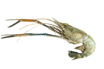 Large scampi shrimp isolated on a white background.