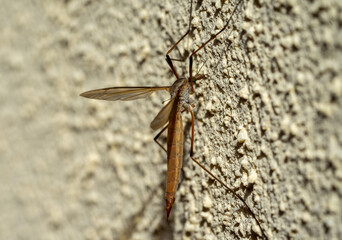 Schnake Stechmücke an einer Wand