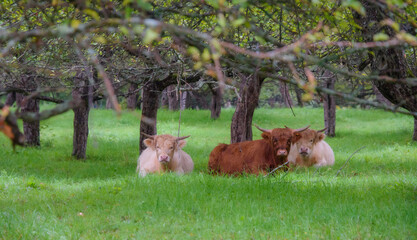 Pretty cows in an undergrowth in a Quebec farm in the Canadian coutryside