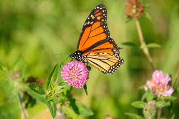 Fototapeta na wymiar Stunning monarch butterfly on a small wildflower in the Canadian countryside in Quebec
