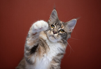 curious playful maine coon kitten raising paw reaching for camera on red background