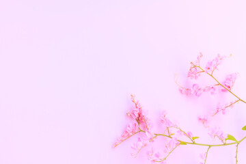 Pink Mexican creeper flowers (Antigonon leptopus, Bee bush, Coral vine, Coralita, Confederate Vine, Bride’s tears)  on pink background