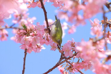 桜とメジロ