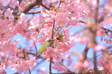 桜とメジロ