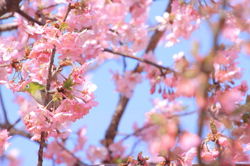 桜とメジロ