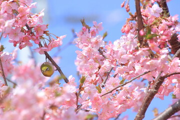 桜とメジロ
