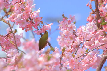 桜とメジロ