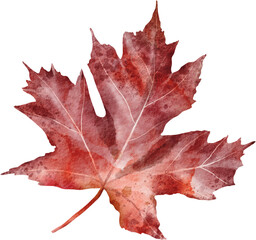 Watercolor autumn illustration - Fall leaves. PNG