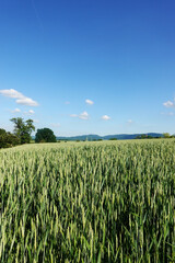 A field with ripe ears in Baden-Wuerttemberg, Germany	
