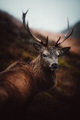 stag in hills 