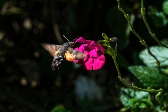 Hummingbird hawk moth ( Macroglossum stellatarum ) which is a common daytime flying insect seen feeding while hovering at a red salvia flower plant, stock photo image
