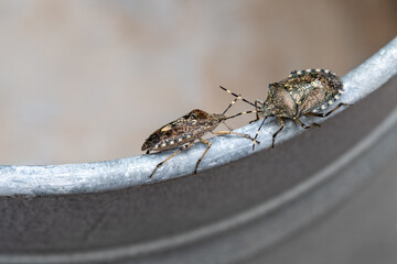 Zwei Baumwanzen Rhaphigaster nebulosa auf schmalen Metallrand