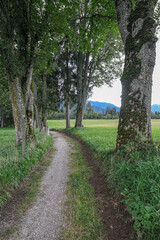 Road and trees on Ramsau am Dachstein plateau, above Schladming, Styria, Austria