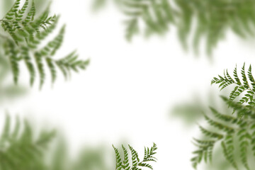 Blätter Overlays png zur kreativen Bildbearbeitung