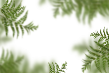 Blätter Overlays png zur kreativen Bildbearbeitung