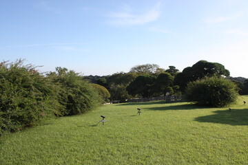 Fototapeta premium 公園