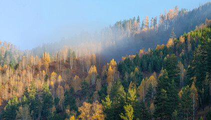 Autumn view, forested hillside and fog