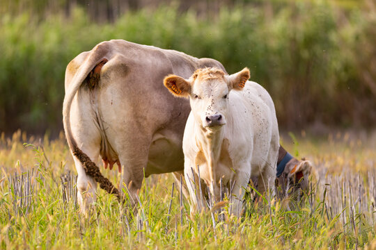 Ternero joven al lado de su madre (vaca) pastando en un prado de montaña al atardecer. Verano, ganadería, familia.