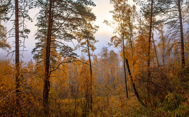 Autumn forest in the morning fog, natural light