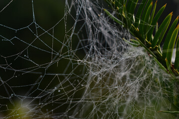 Altweibersommer, Spinnennetz mit feinen Tautropfen