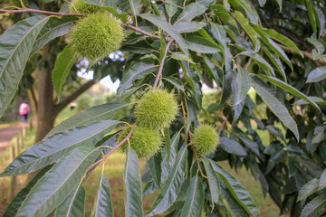 chestnuts are starting to grow in chestnut trees
