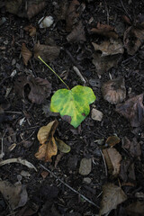 green leaf on the ground