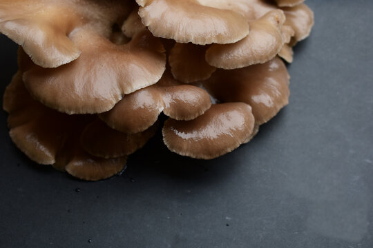 Austernseitling, Pleurotus ostreatus, Pilz Fruchtk&ouml;rper mit Copy Space hintergrund