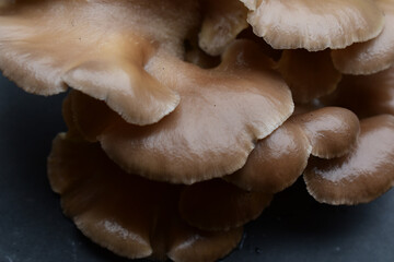 Austernseitling, Pleurotus ostreatus, Pilz Fruchtkörper mit Copy Space hintergrund