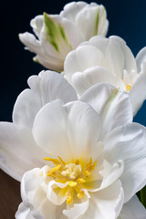 Obraz na płótnie Canvas big beautiful blooming white peony tulips on blue background shallow focuse