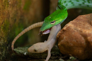 Close up of Green Asian vine snake ahaetulla prasina eating a gecko 