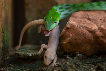 Close up of Green Asian vine snake ahaetulla prasina eating a gecko 