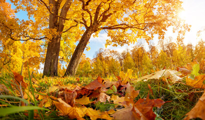 Beautiful view of the meadow with trees on it in autumnal park in the morning.