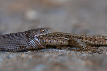 close-up of seoane's viper eating a lizard. living nature. extraordinary scene.