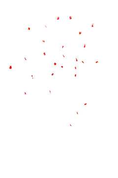 Fallende Bl&uuml;tenbl&auml;tter vor wei&szlig;em Hintergrund