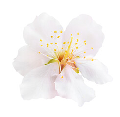 One white almond tree blossom. Cut out, no background