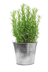 Isolated fresh green rosemary bush in a metal vintage bucket. PNG file with transparent background.