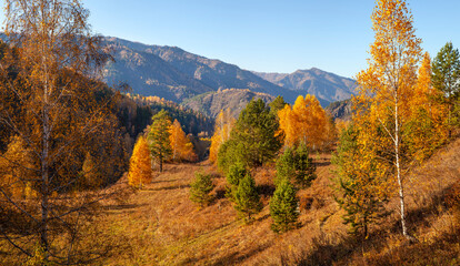 Forested mountains, autumn nature on a sunny day